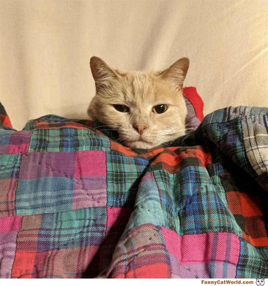 Tucked In Nicely