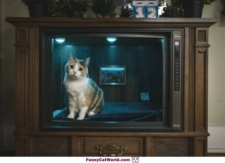 Tv Kitty