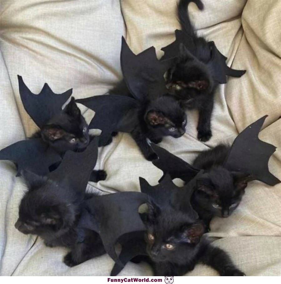 We Are Bat Cats