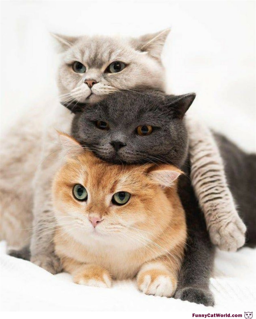 We Can Stack Cats
