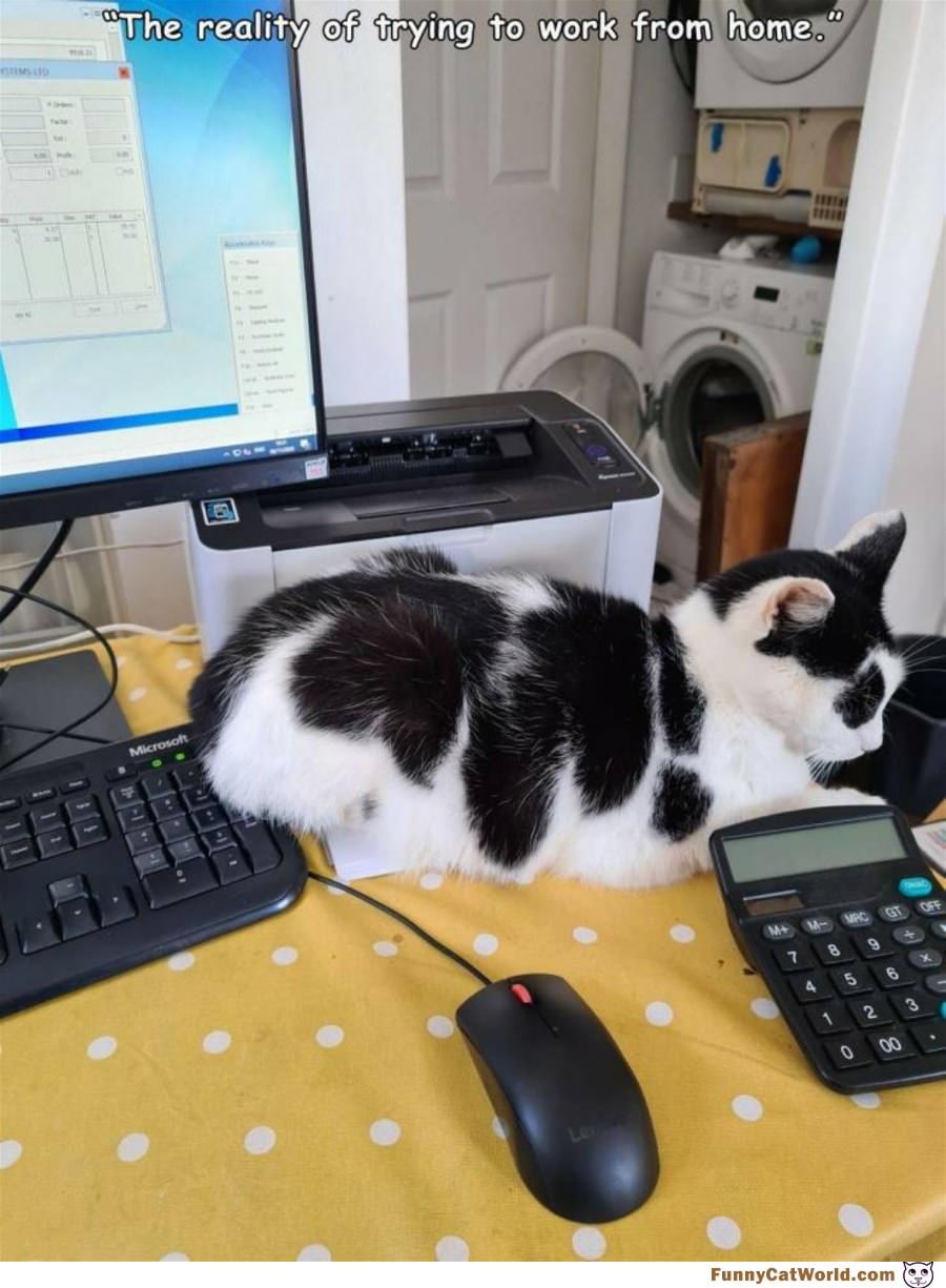 Working From Home