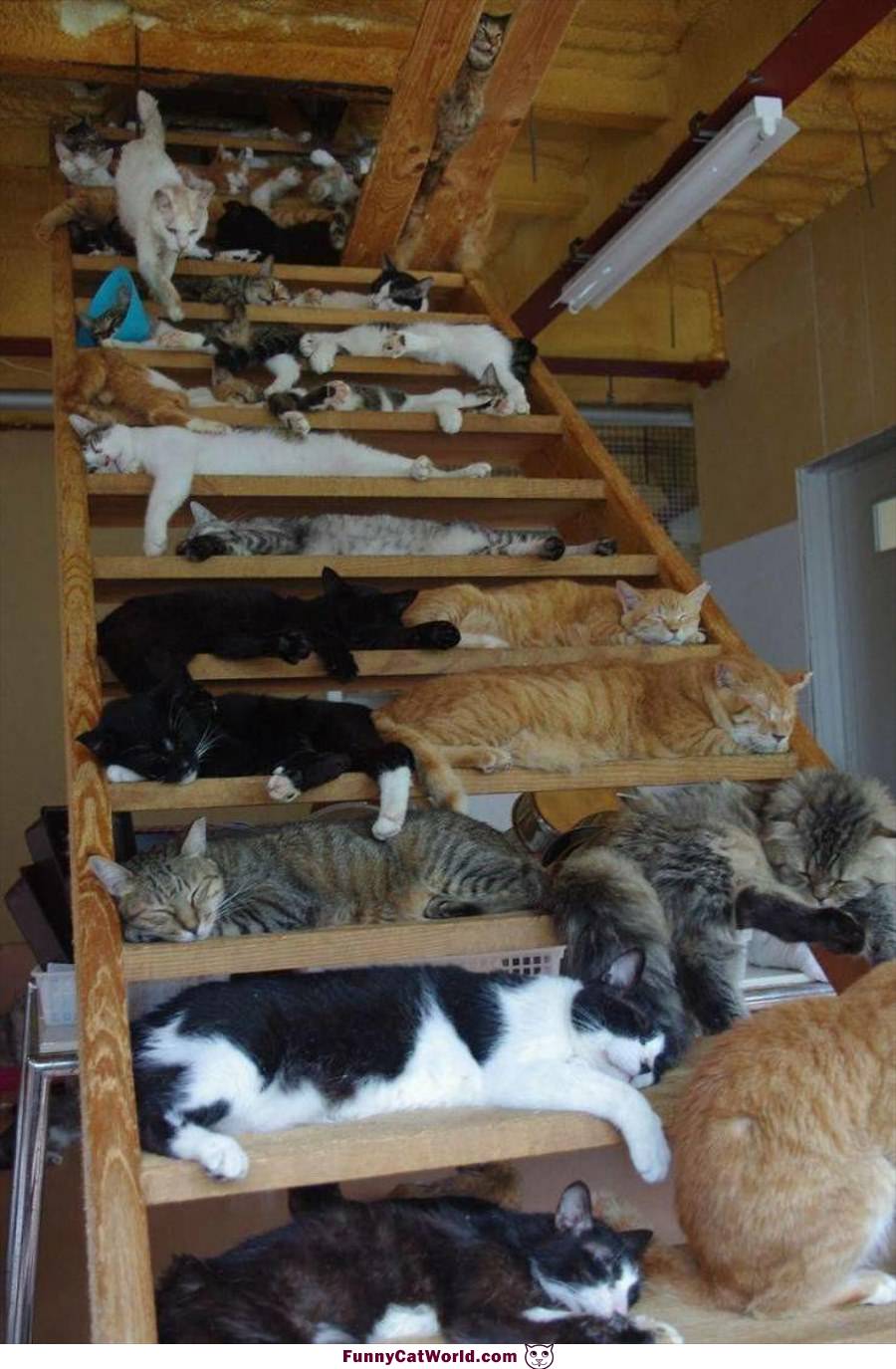 The Cat Steps