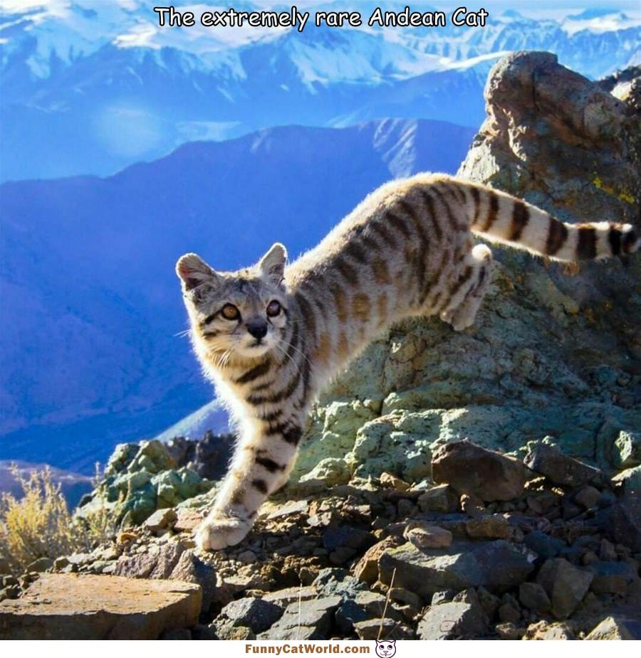 A Very Cool Andean Cat