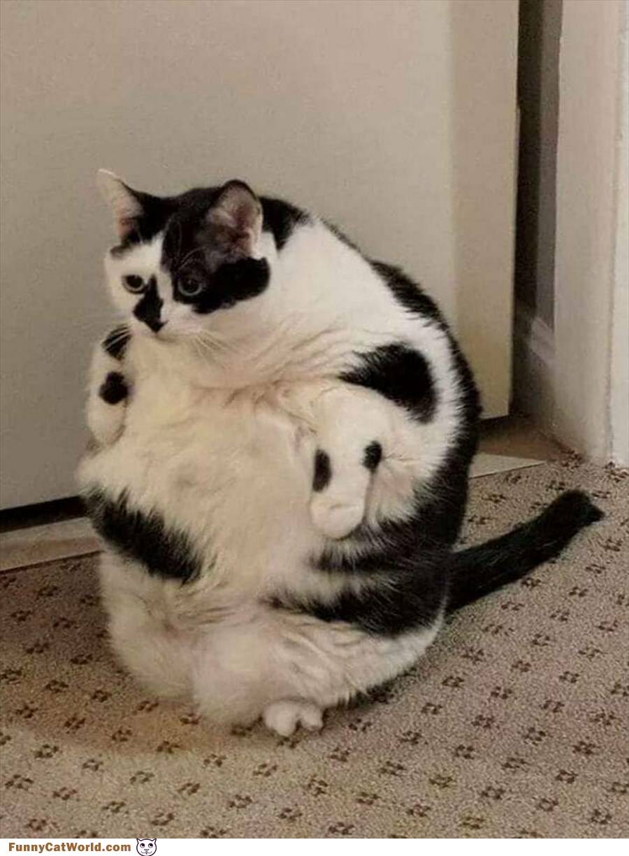 Chonkers Cat