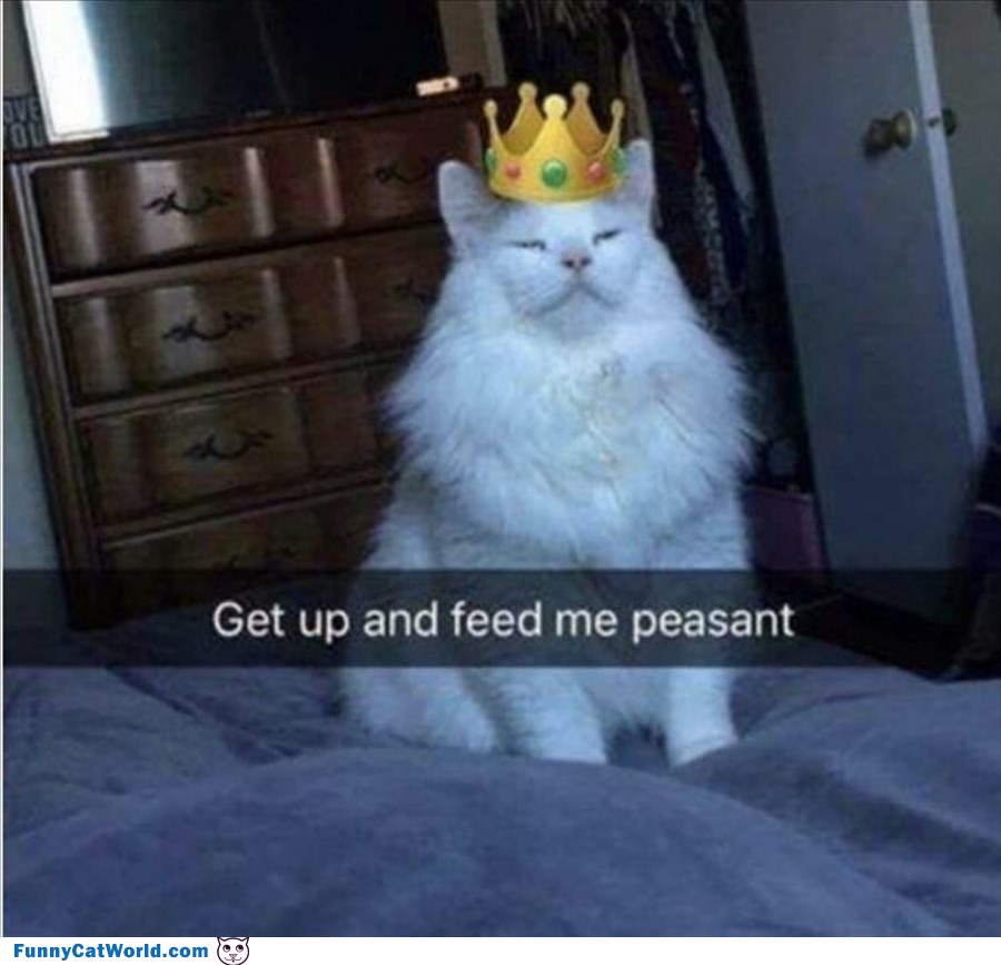 Get Up And Feed Me Peasant