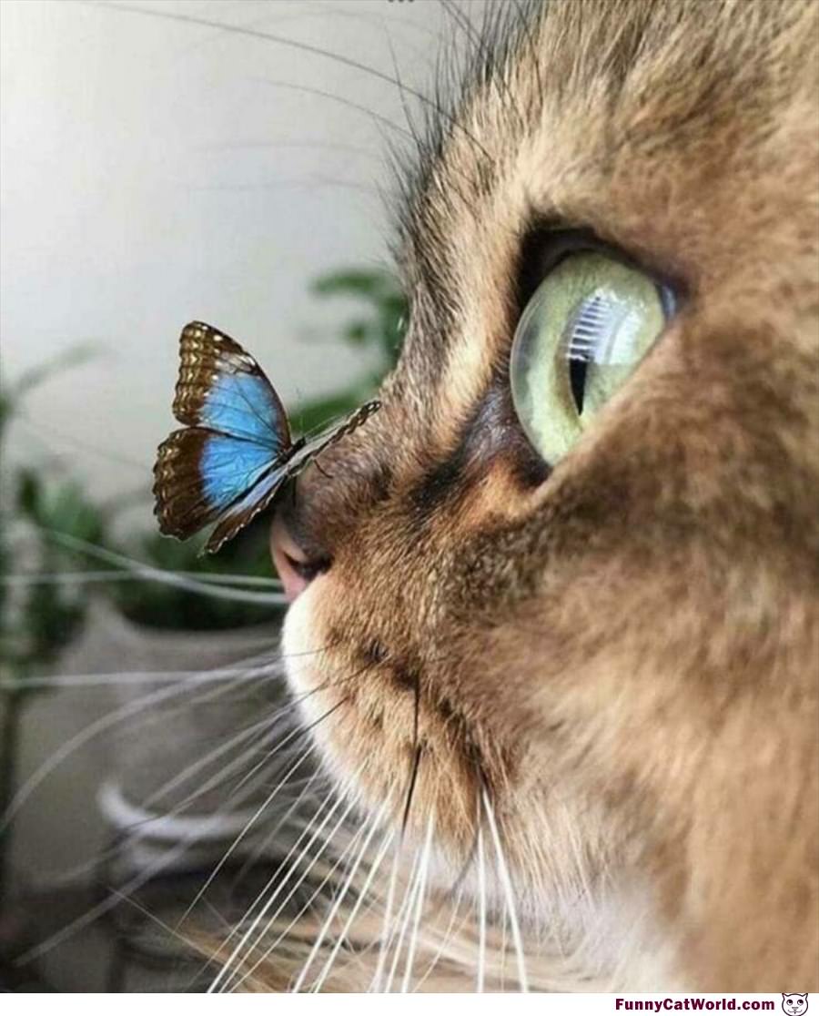 I Has Butterfly