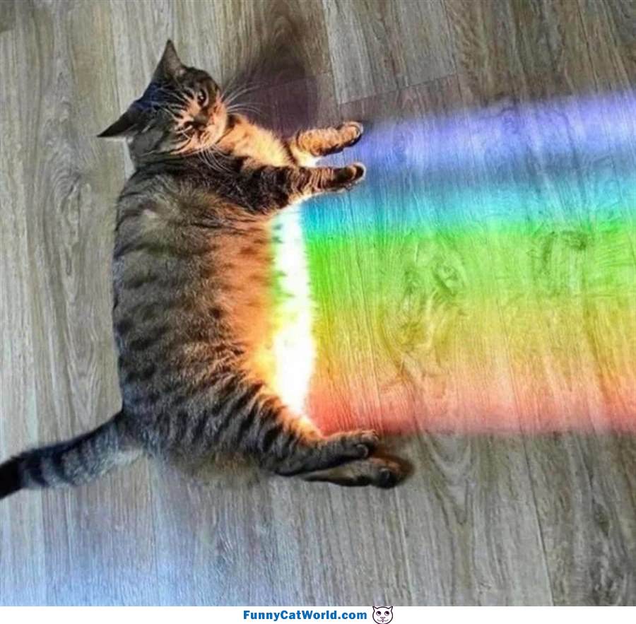 Rainbow Cat