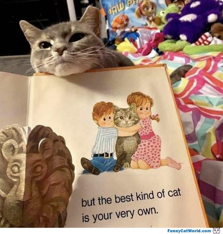 The Best Kind Of Cat