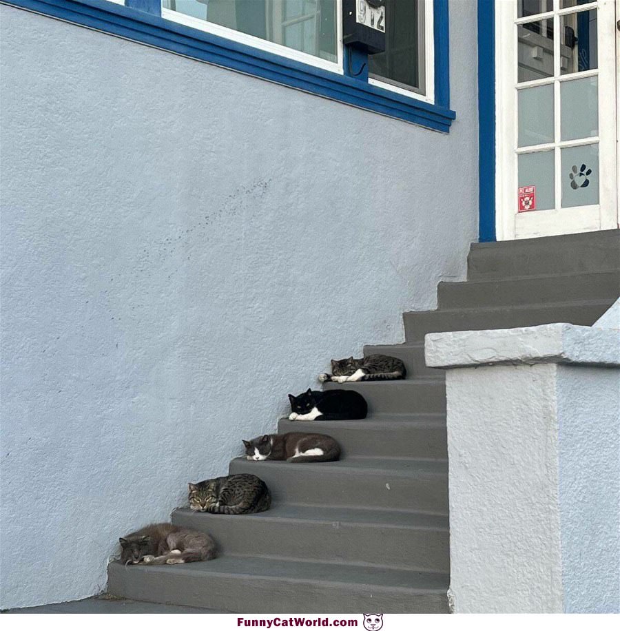 The Cat Steps