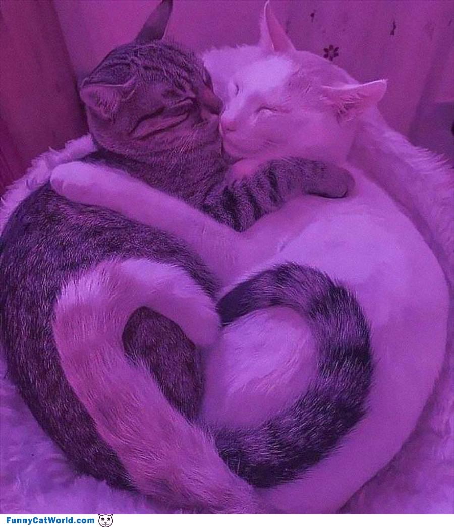 Curled Up Together