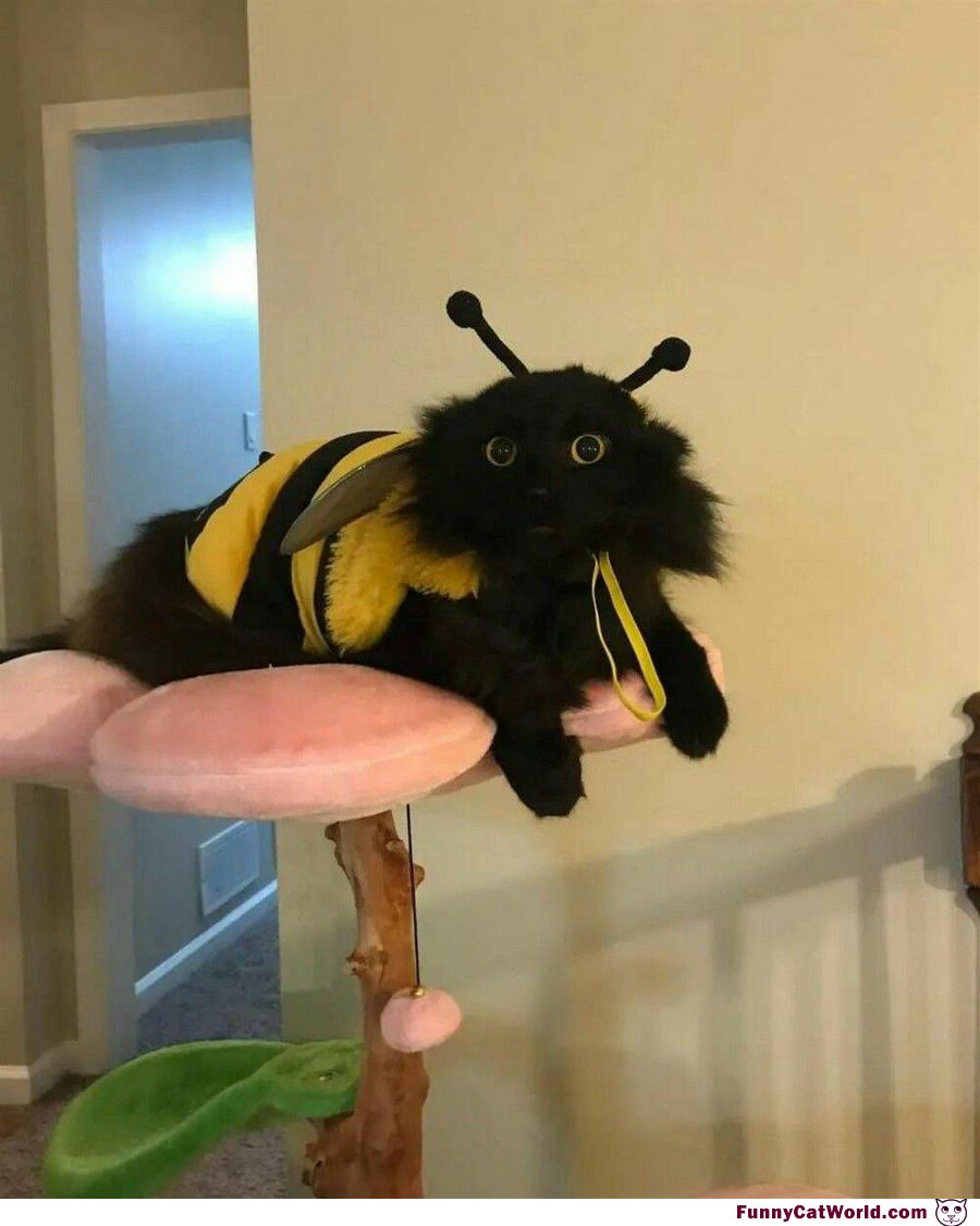 I Am A Bee Now