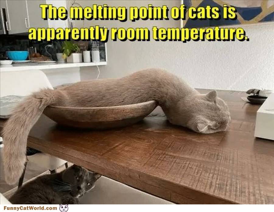 The Melting Point Of Cats