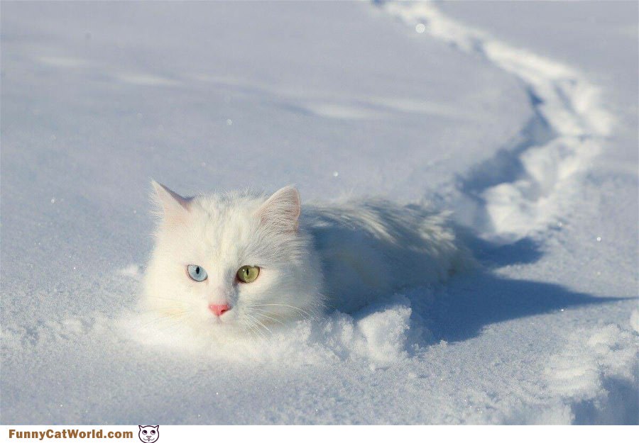 This Cat Has The Coolest Eyes