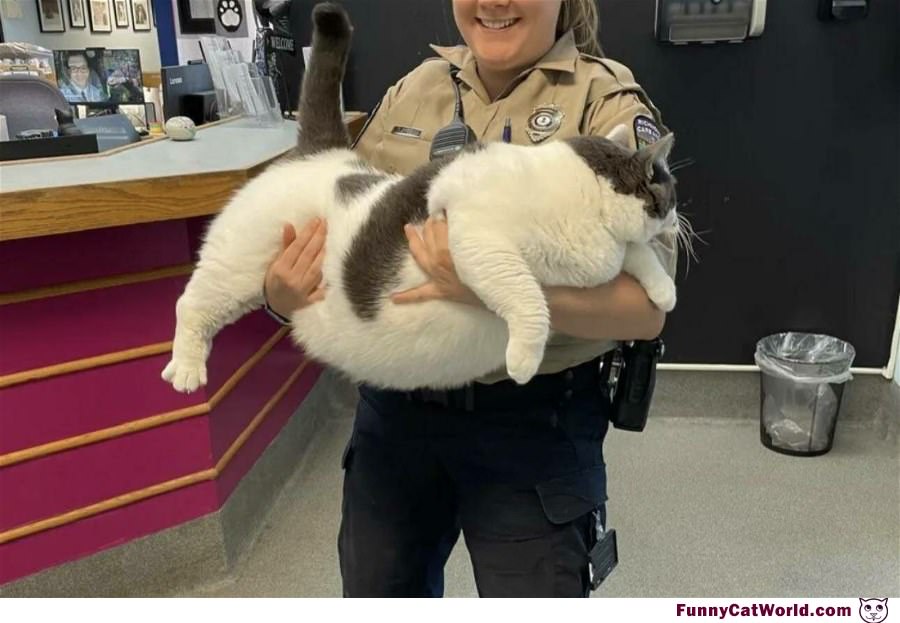 This Chonkers