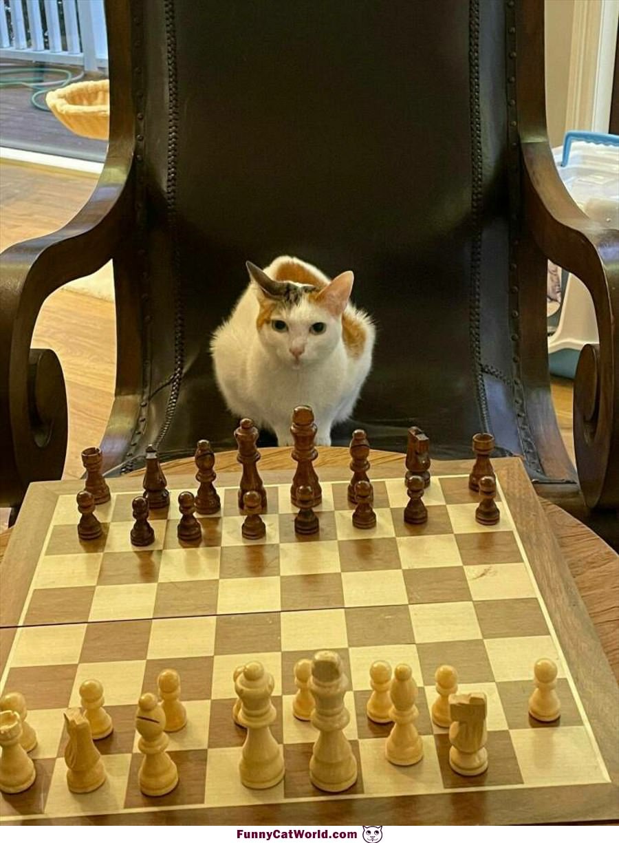 Who Wants To Play Chess