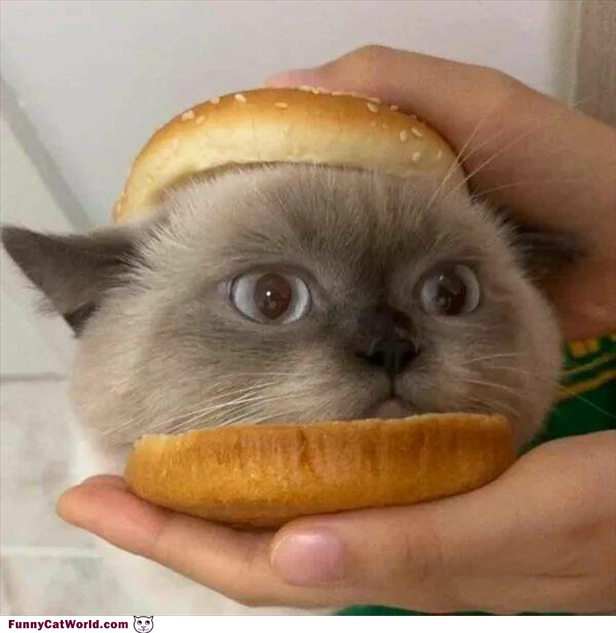 Burger Kitty