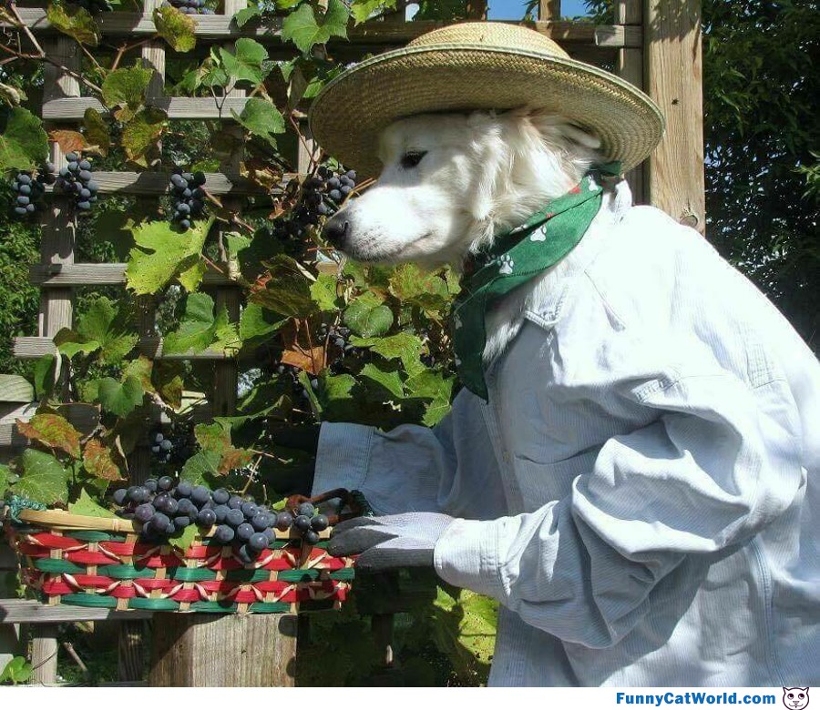 Picking Some Berries