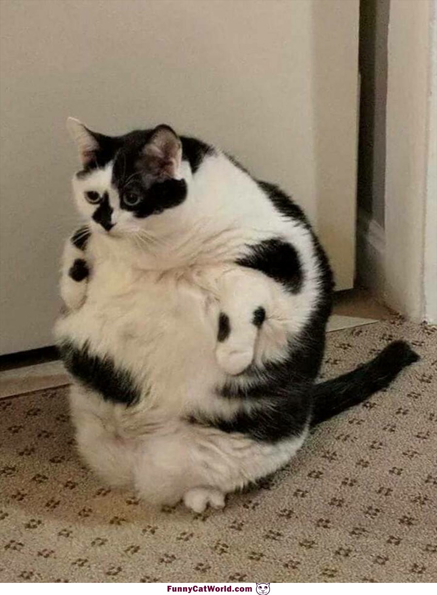 Pudgy Kitty